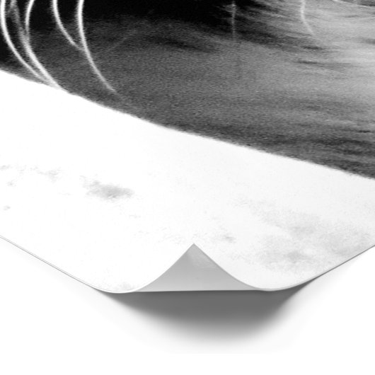 Zwarte en witte tijgerogen poster (Hoek)