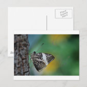 Zwarte en witte tijgervlinder briefkaart (Voorkant / Achterkant)