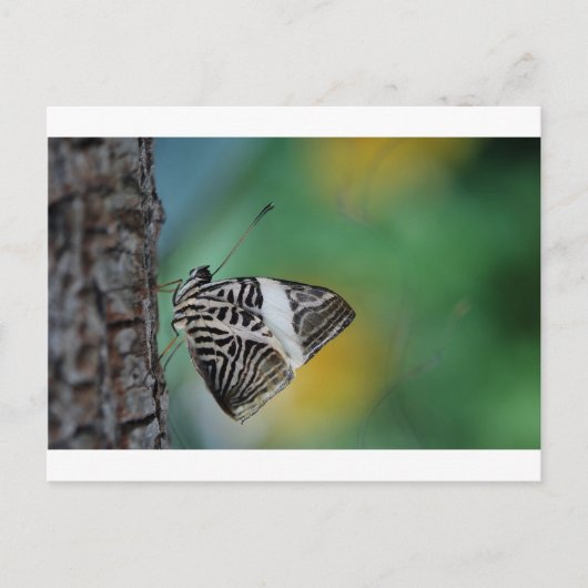 Zwarte en witte tijgervlinder briefkaart (Voorkant)