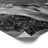 Zwarte en witte tulpen poster (Hoek)