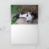 ZWARTE EN WITTE TURKSE CAT PIERO KAART (Binnen)