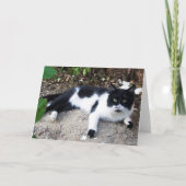 ZWARTE EN WITTE TURKSE CAT PIERO KAART (Voorkant)