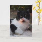 ZWARTE EN WITTE TURKSE CAT PIERO KAART (Gele Bloem)