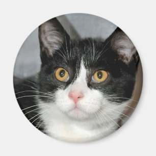 Zwarte en Witte Tuxedo Cat Magnets Magneet