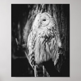 Zwarte en witte uil Majestic roofvogel Poster