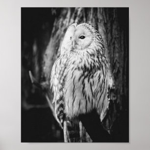 Zwarte en witte uil Majestic roofvogel Poster
