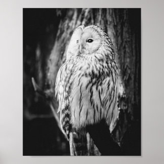 Zwarte en witte uil Majestic roofvogel Poster