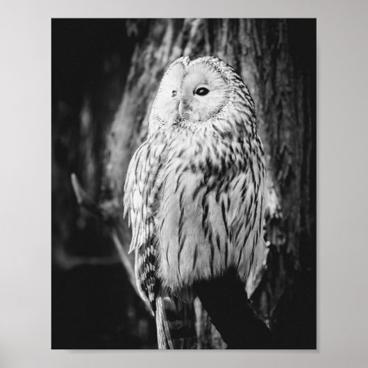 Zwarte en witte uil Majestic roofvogel Poster (Voorkant)