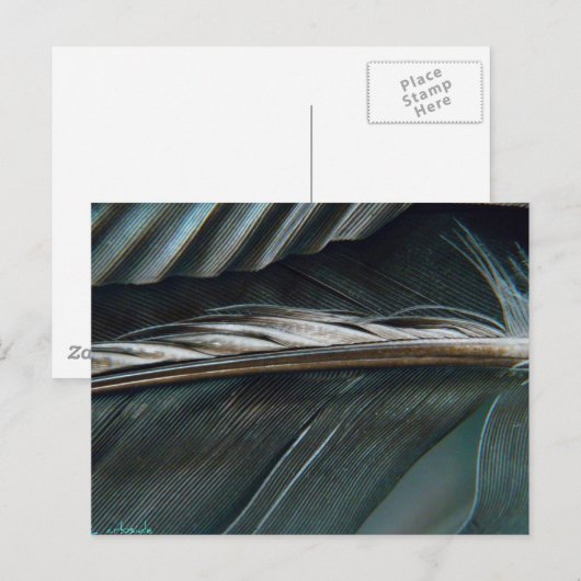 zwarte en witte veren briefkaart (Voorkant / Achterkant)