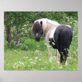 Zwarte en witte verf Pony in gras en bloemen Poster (Voorkant)