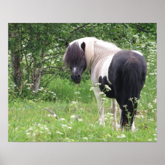 Zwarte en witte verf Pony in gras en bloemen Poster (Voorkant)
