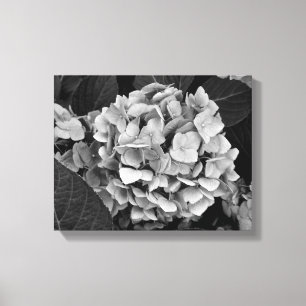 Zwarte en witte wand Hydrangea Canvas Afdruk