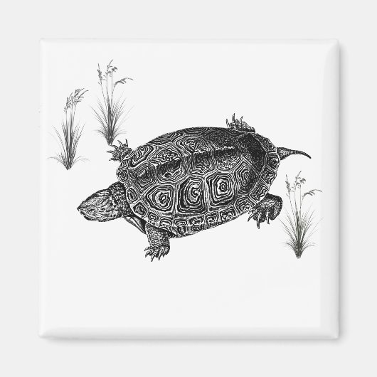 Zwarte en witte waterschildpad magneet (Voorkant)