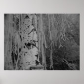 Zwarte en Witte Weeping Birch Poster (Voorkant)