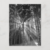 Zwarte en Witte Winter Wonderland Briefkaart (Voorkant)