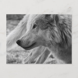 Zwarte en witte wolf briefkaart