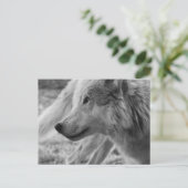 Zwarte en witte wolf briefkaart (Staand voorkant)