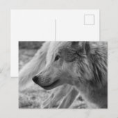 Zwarte en witte wolf briefkaart (Voorkant / Achterkant)