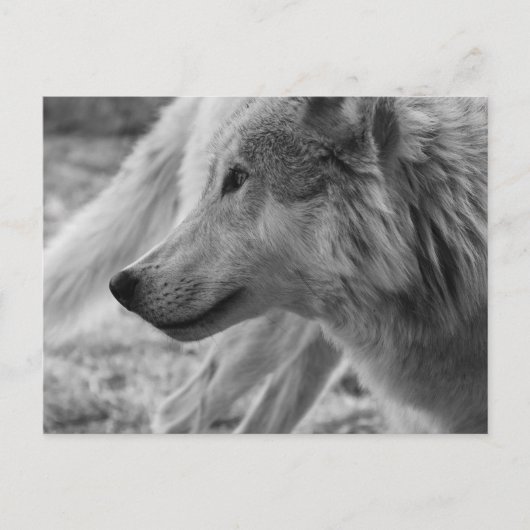 Zwarte en witte wolf briefkaart (Voorkant)