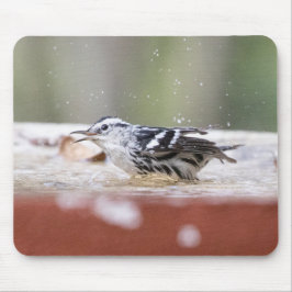 Zwarte en witte zanger in Birdbath Muismat