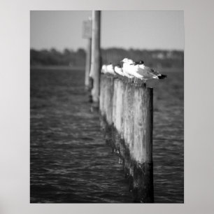 Zwarte en witte zeegarren op posten 16x20 poster