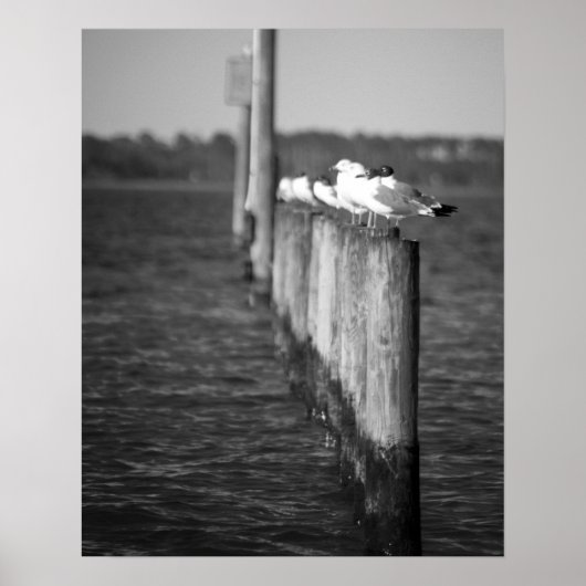 Zwarte en witte zeegarren op posten 16x20 poster (Voorkant)