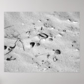 Zwarte en witte zeeschelpen in de zand 16x20 poster (Voorkant)