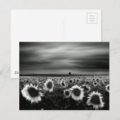 Zwarte en witte zonnebloemen briefkaart (Voorkant / Achterkant)