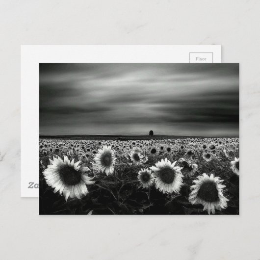 Zwarte en witte zonnebloemen briefkaart (Voorkant / Achterkant)
