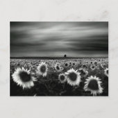 Zwarte en witte zonnebloemen briefkaart (Voorkant)