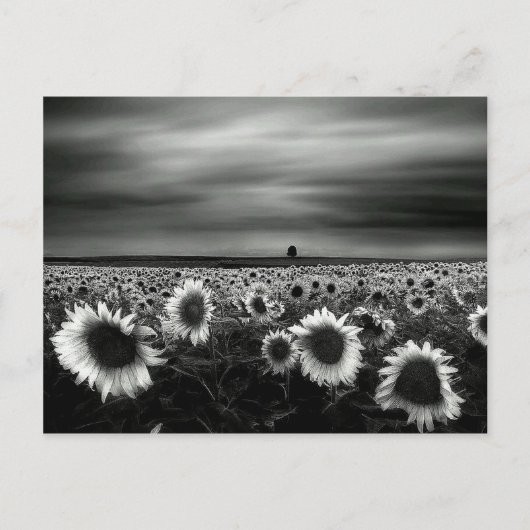 Zwarte en witte zonnebloemen briefkaart (Voorkant)