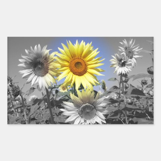 Zwarte en witte zonnebloemen met één geel rechthoekige sticker (Voorkant)