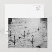 Zwarte en witte zwanen briefkaart (Voorkant / Achterkant)