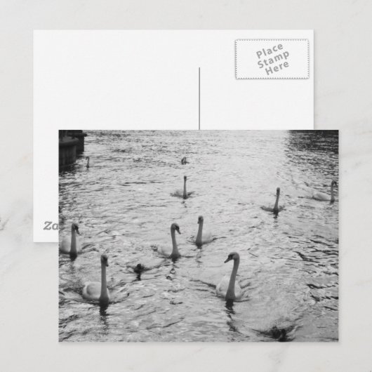 Zwarte en witte zwanen briefkaart (Voorkant / Achterkant)
