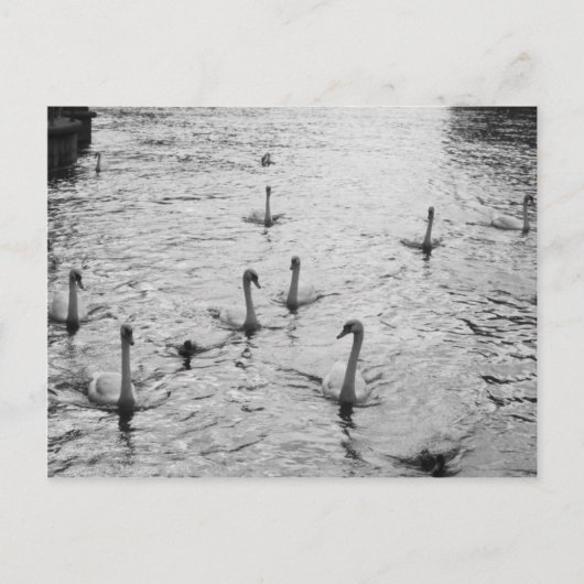 Zwarte en witte zwanen briefkaart (Voorkant)