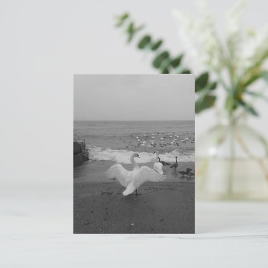 Zwarte en witte zwanen en vogels op het Ontario-me Briefkaart (Staand voorkant)