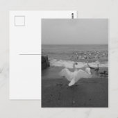 Zwarte en witte zwanen en vogels op het Ontario-me Briefkaart (Voorkant / Achterkant)