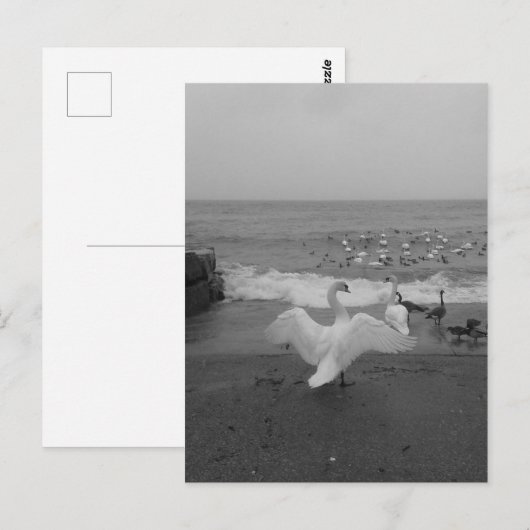 Zwarte en witte zwanen en vogels op het Ontario-me Briefkaart (Voorkant / Achterkant)