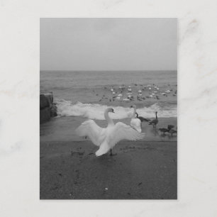 Zwarte en witte zwanen en vogels op het Ontario-me Briefkaart