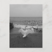 Zwarte en witte zwanen en vogels op het Ontario-me Briefkaart (Voorkant)