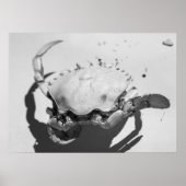 Zwarte en witte zwarte Zee Poster (Voorkant)