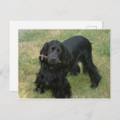 zwarte engelse cocker spaniel vol 2 briefkaart (Voorkant / Achterkant)