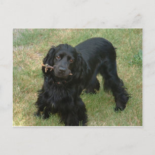 zwarte engelse cocker spaniel vol 2 briefkaart
