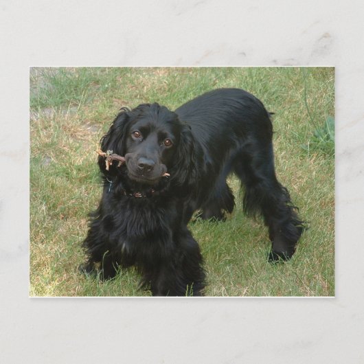zwarte engelse cocker spaniel vol 2 briefkaart (Voorkant)