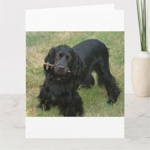 zwarte engelse cocker spaniel vol 2 kaart