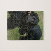 zwarte engelse cocker spaniel vol 2 legpuzzel (Horizontaal)