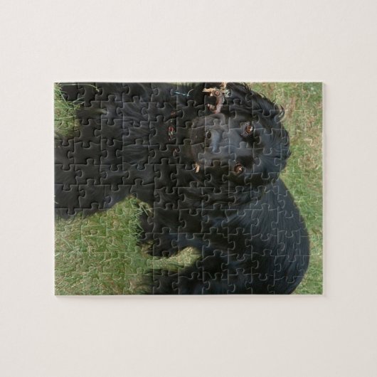 zwarte engelse cocker spaniel vol 2 legpuzzel (Horizontaal)