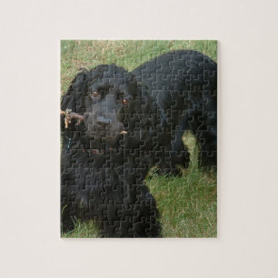 zwarte engelse cocker spaniel vol 2 legpuzzel