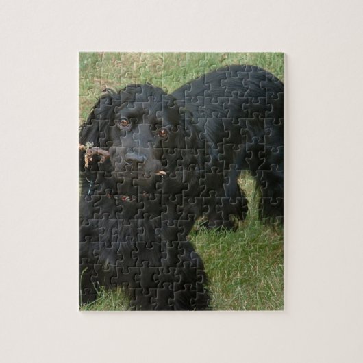 zwarte engelse cocker spaniel vol 2 legpuzzel (Verticaal)