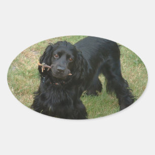 zwarte engelse cocker spaniel vol 2 ovale sticker